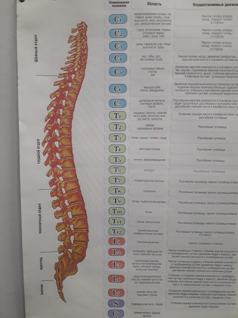 Центр кінезіотерапії хребта та суглобів