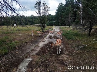 Стрілецький комплекс "Десна"