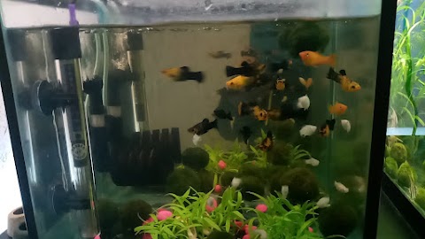 My little ZOO