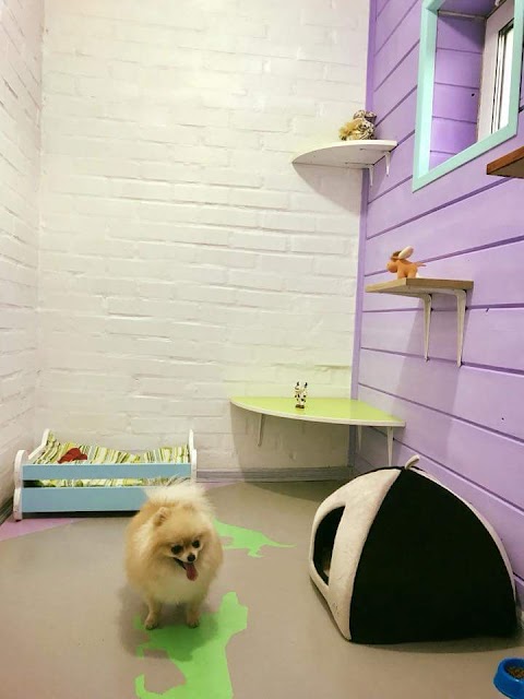 Dog&Cat Hotel