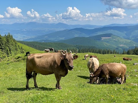 Карпатський біосферний заповідник Чорногірський заповідний масив