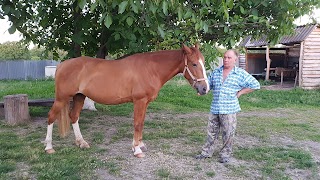 Тетянин Хутір Іпотерапія