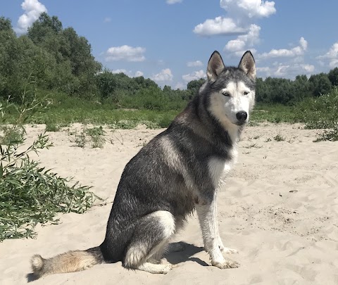 « Дом Хаски » База отдыха и активный отдых