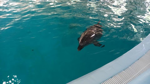 Delfinarium Truskawiec Oscar