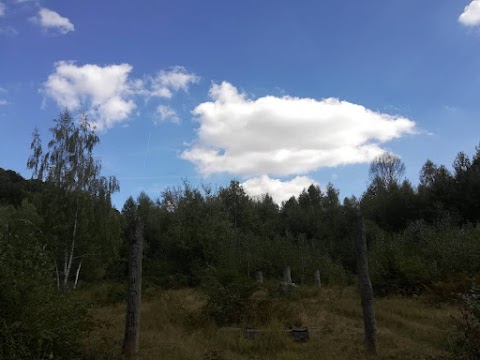 Поляна дерев'яних ідолів