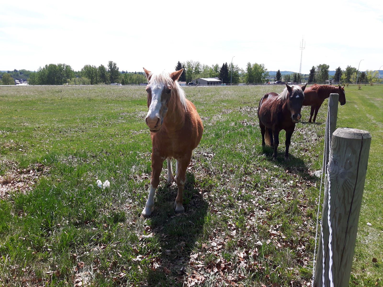 Turner Valley Municipal Campground