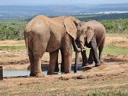 navigate to article about Addo Elephant National Park - South Gate - Mathyolweni Gate