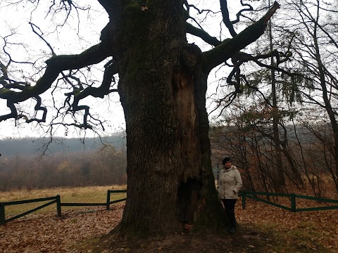 600-літній дуб