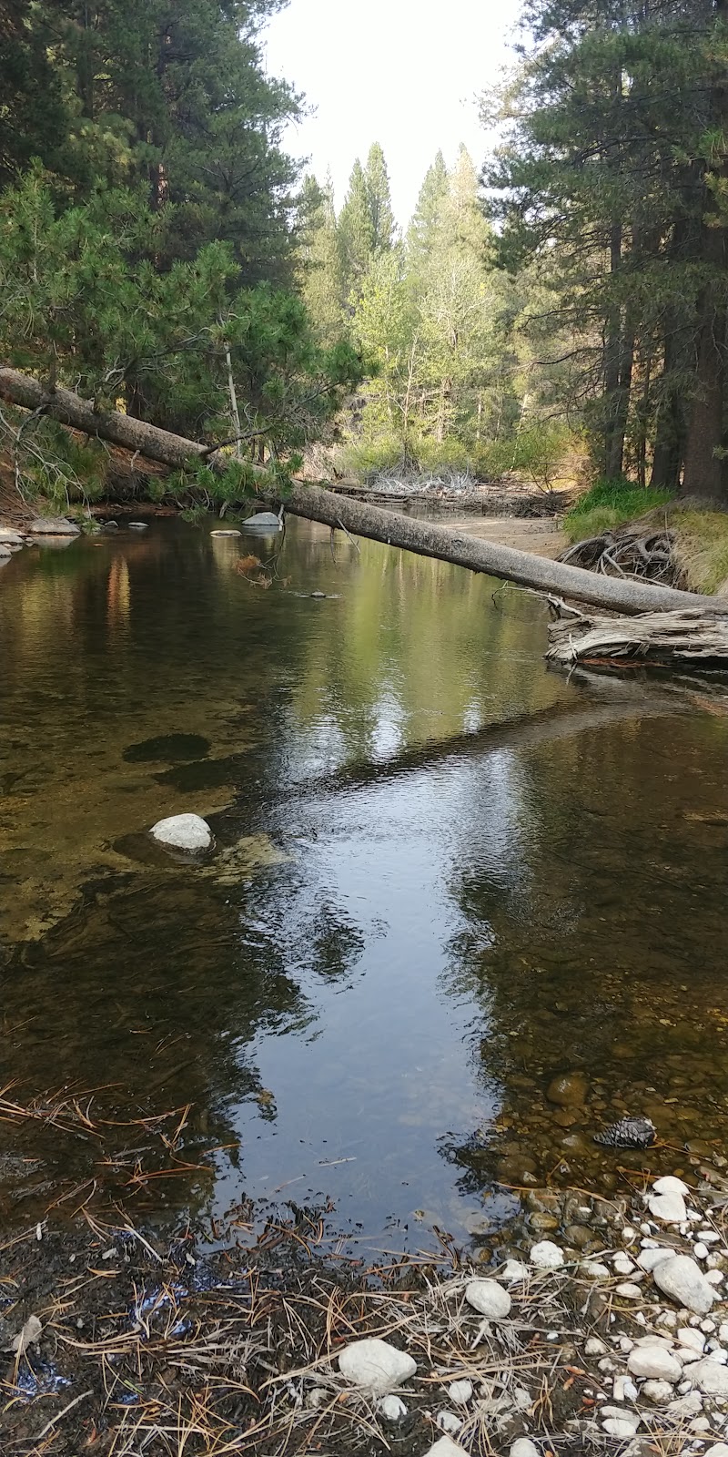 Humboldt-Toiyabe/Lower Twin Lakes