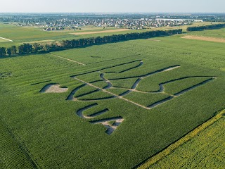 Герб України на кукурудзяному полі