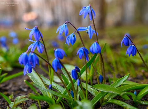 Інтернет магазин цибулин та саджанців квітів Matla Flowers