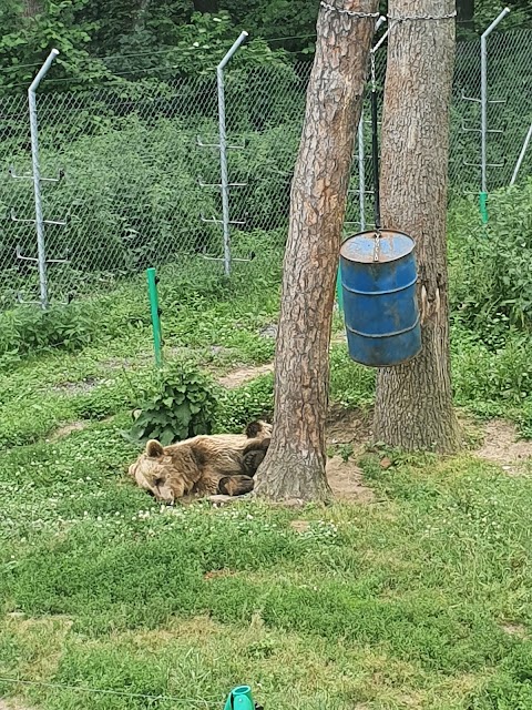 ВЕДМЕЖИЙ ПРИТУЛОК Домажир