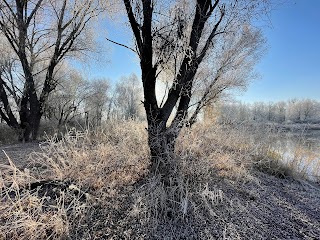 Государственный лесной заповедник