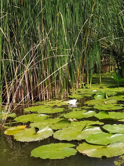 Станція човнів (катамаранів немає).