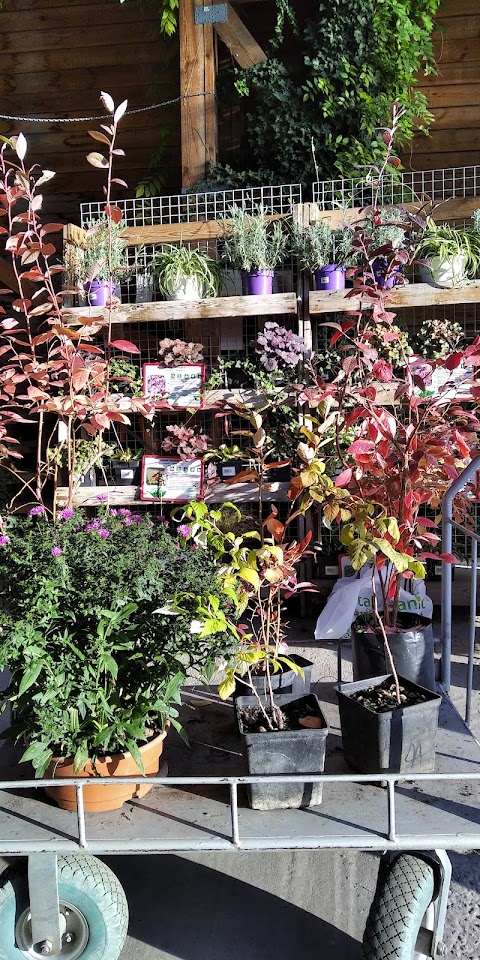 Супермаркет рослин Botanic Market