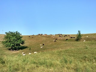 Sheepland