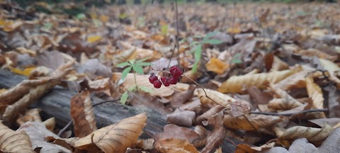 Шашлична У Алі