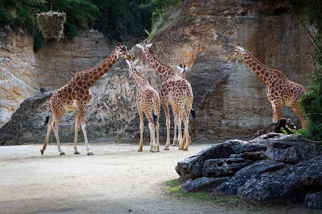 Bioparc de Doué-la-Fontaine