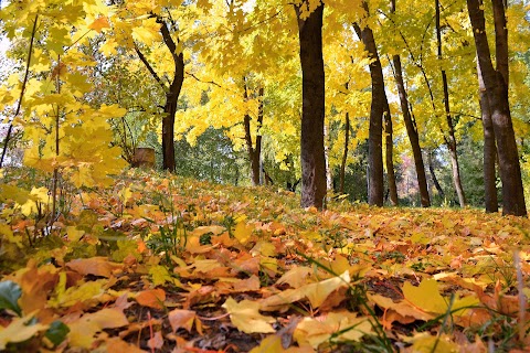 Венеціанський острів (Гідропарк)