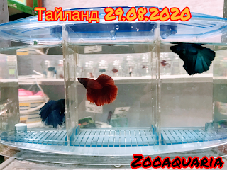 Zooaquaria