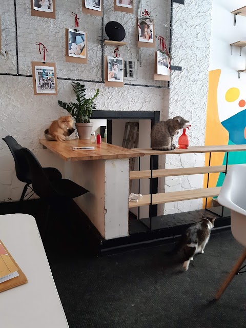 Cats and coffee | Киці та кава