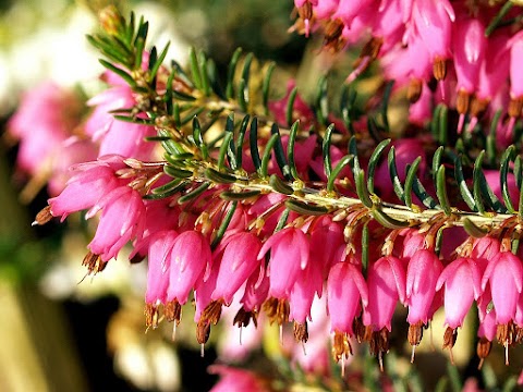 Інтернет магазин цибулин та саджанців квітів Matla Flowers