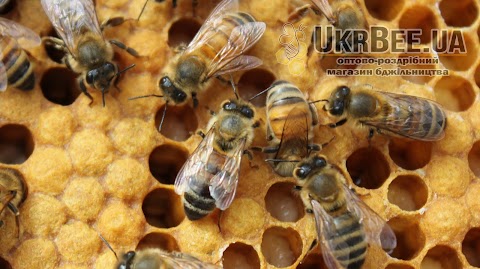 UkrBee.ua Бджільництво