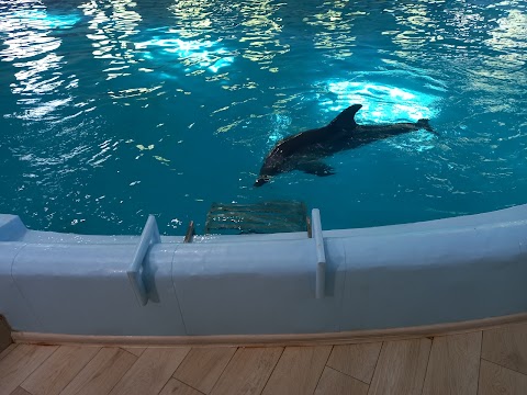 Delfinarium Truskawiec Oscar