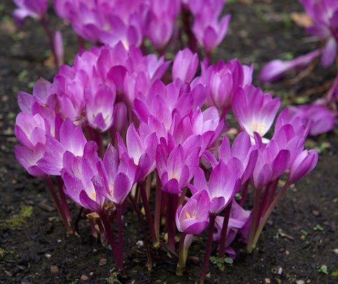 Інтернет магазин цибулин та саджанців квітів Matla Flowers