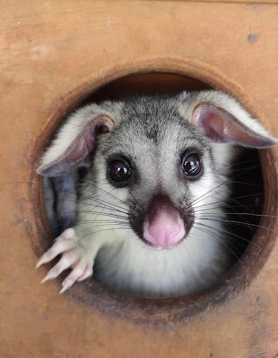 photo of 1800POSSUMS - Possum Removal