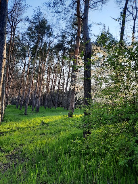 Ташкентський (Харчатовський) ліс