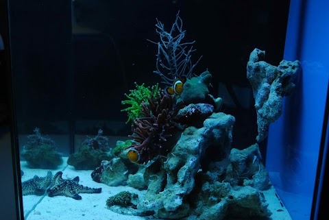 Aquarium Service Poltava