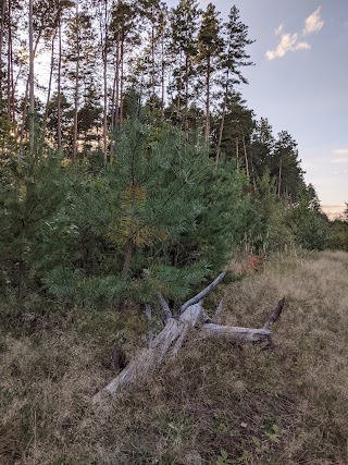 ЛІСОВИЙ КОРДОН