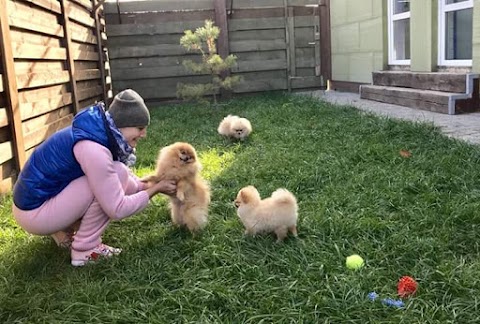 Dog&Cat Hotel