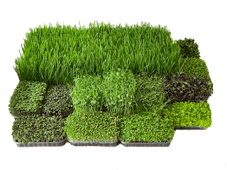 Микрозелень (Микрогрин) купить в Киеве - MICROGREENER