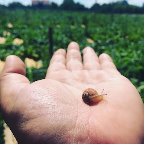 Равликова ферма Nature_Snail