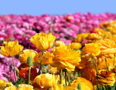 photo of Grower Direct Fresh Cut Flowers