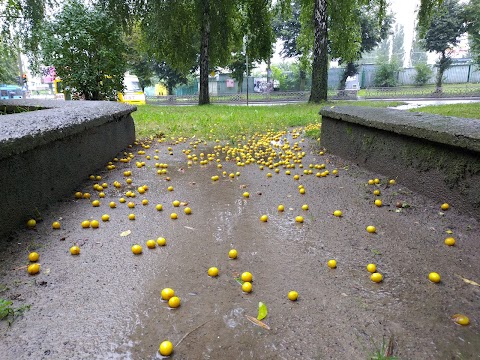 Комунальне некомерційне підприємство "Центр первинної медико-санітарної допомоги "Ювілейний" Рівненської міської ради