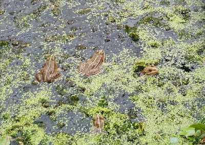 photo of New Forest Reptile Centre