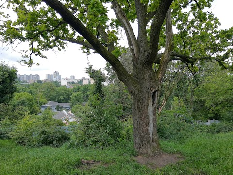 Лісове урочище Крістерів