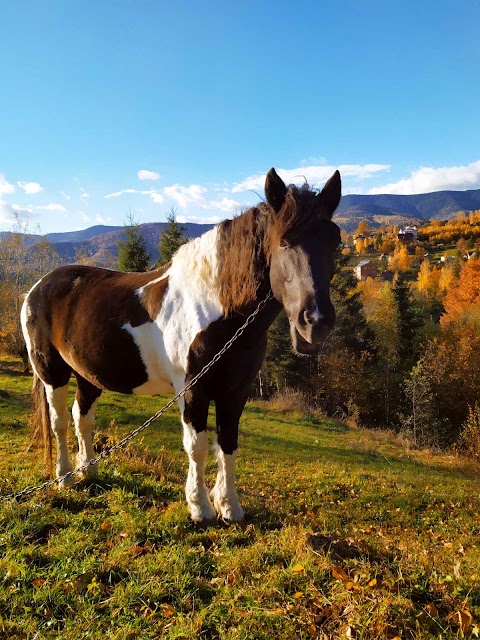 Кінні прогулянки. Верхова їзда. Horse riding