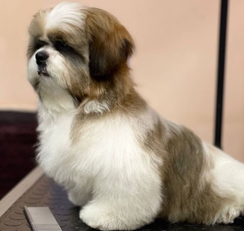 Зоомагазин ЗооМир Груминг салон Barber Dog