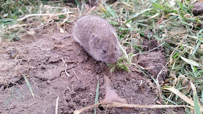 photo of DSA PEST CONTROL EDMONTON