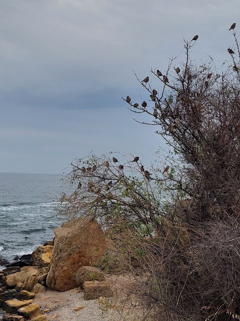 Wild Beach Дикий пляж