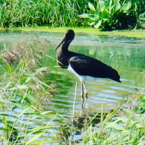 Birdwatching guide (Спостереження за птахами)