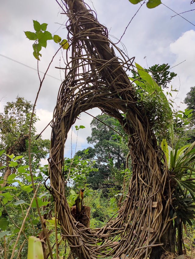Tree Bridge Coffee Samui