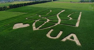 Герб України на кукурудзяному полі