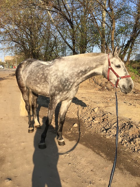 Кінний клуб Меріт