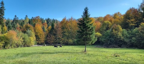 Кінні прогулянки