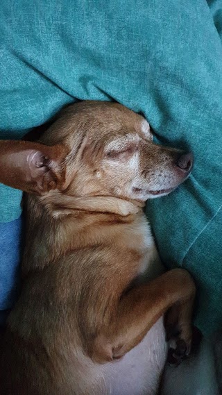 Allevamento Chihuahua Malù